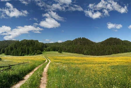 dirt road through lush field