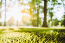tree in grass
